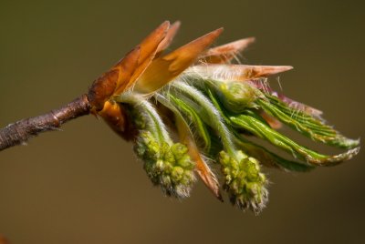 Fagus grandifolia 'Caroliniana' - buk velkolistý - list jaro